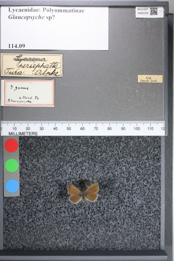 Media type: image;   Entomology 53700